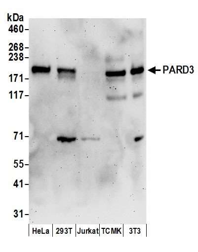PARD3 Antibody (aa1306-1356)