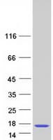 Human MTPN / Myotrophin Protein (Recombinant Myc-DDK (Flag))