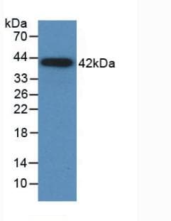 CCL2 / MCP1 Antibody (Cy3)
