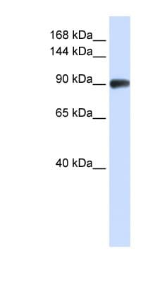 RAD54B Antibody (N-Terminus)