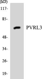 PVRL3 / Nectin-3 Antibody (aa166-215)
