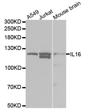 IL16 Antibody