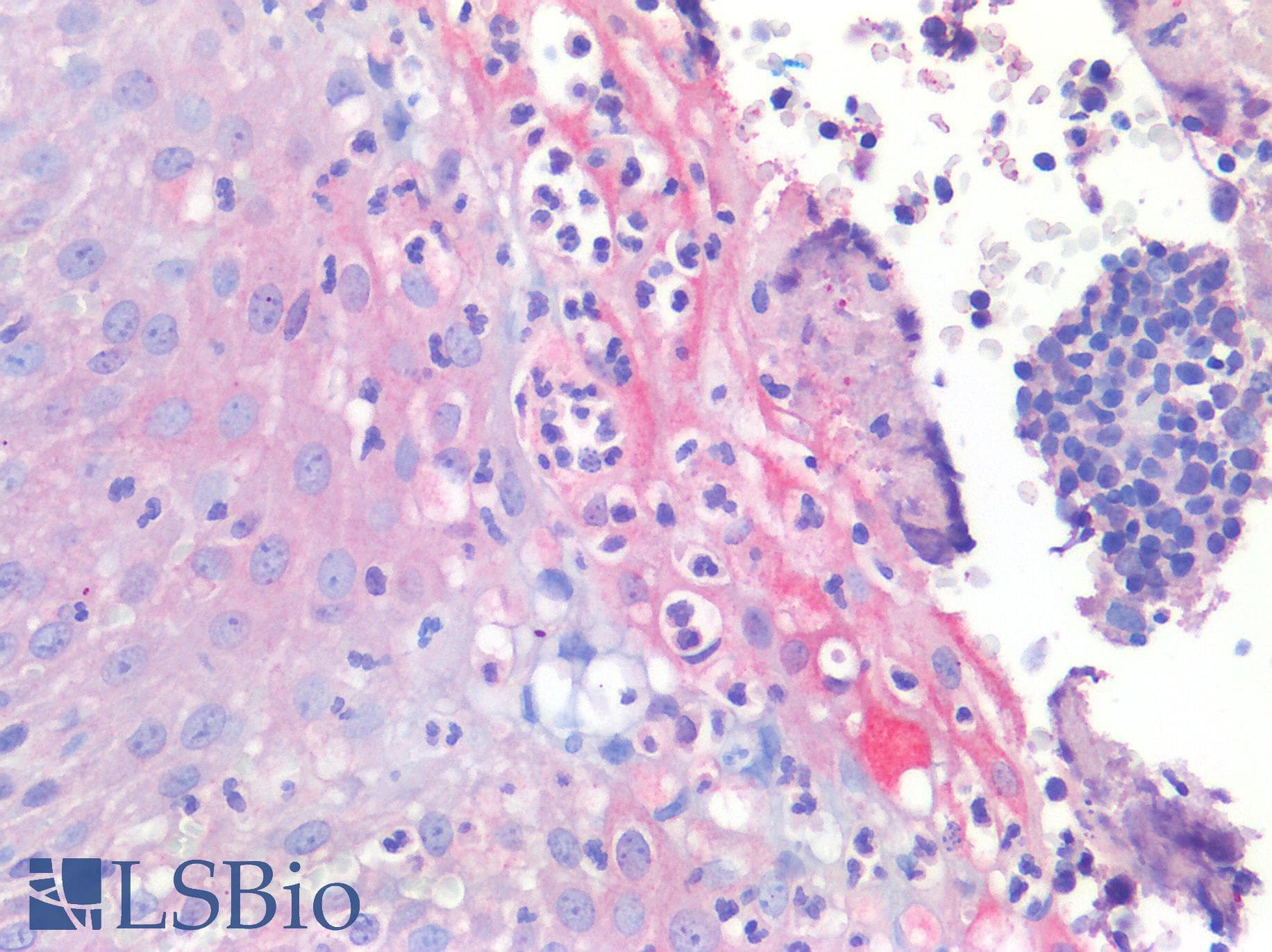IHC-plus™ CTNNB1 / Beta Catenin Antibody