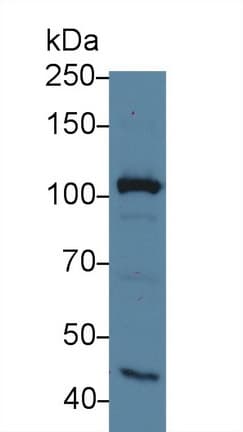 MYO1G / HA2 Antibody (aa754-1018)