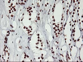 GSTT2 Antibody (clone OTI6C4)