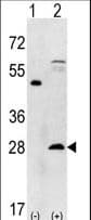 PSMA5 Antibody (aa1-30)