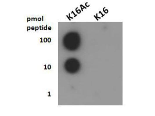 HIST4H4 Antibody (Ac-Lys16)