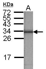 Polyclonal Rabbit anti-Mouse ATP6V1E2 Antibody (WB)