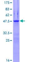 Human EPN3 Protein (Recombinant GST)