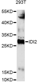IDI2 Antibody