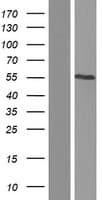 RCOR3 Protein (Over-Expression Lysate Myc-DDK (Flag))