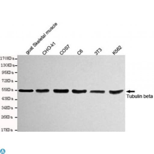 TUBB / Beta Tubulin Antibody