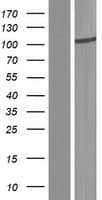 TBCK / TBCKL Protein (Over-Expression Lysate Myc-DDK (Flag))
