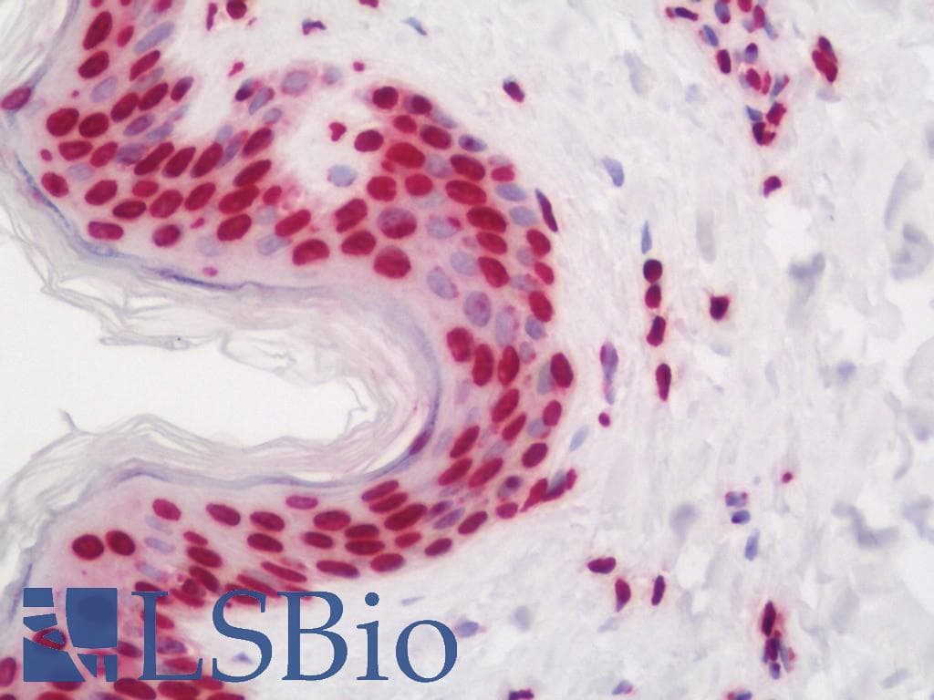 IHC-plus™ UBN1 / Ubinuclein 1 Antibody (aa161-210)