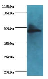 ICSBP / IRF8 Antibody (aa1-424, Biotin)