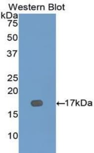 DYM Antibody (aa546-669, PE)