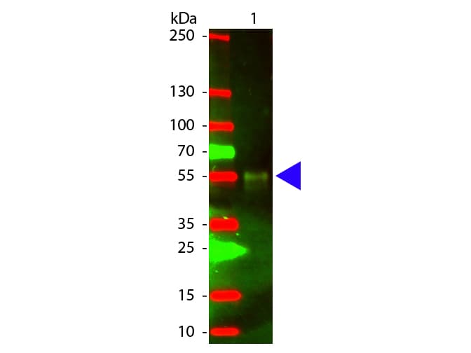 Chicken Anti-Rabbit IgG Secondary Antibody (TR)