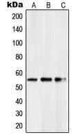 PKNOX2 Antibody (C-Terminus)