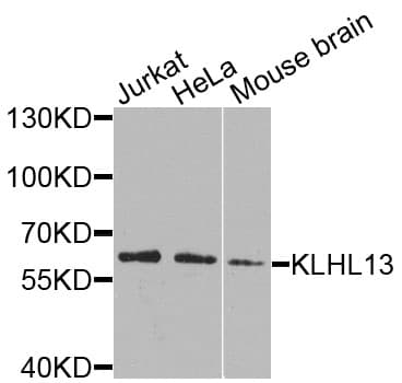 KLHL13 Antibody