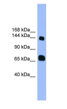 PLEKHG2 Antibody (aa381-430)