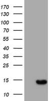 XTP4 / C17orf37 Antibody (clone OTI3D9)