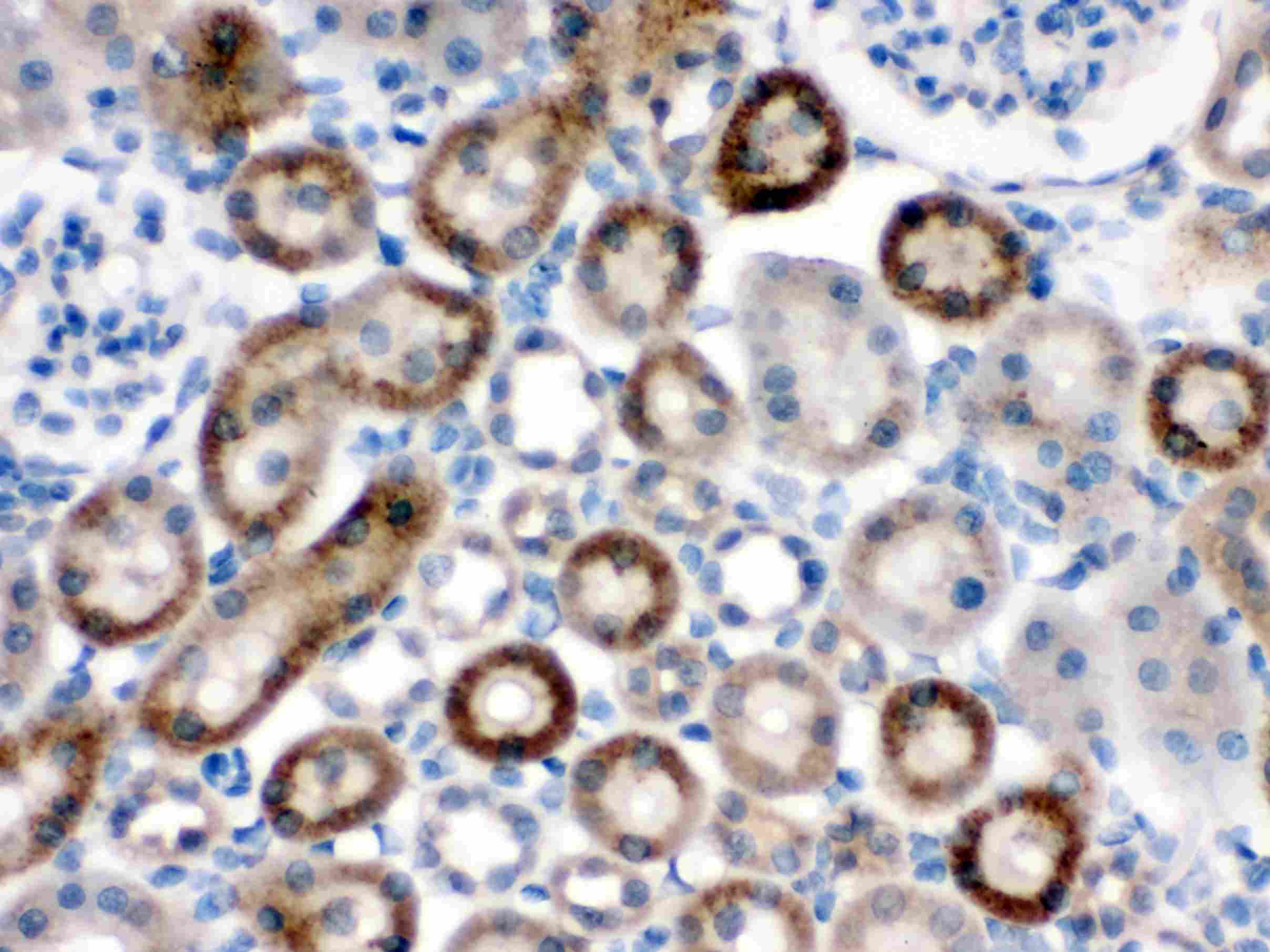 NOX1 Antibody (aa417-431)
