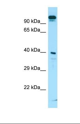 SLC7A10 / Asc-1 Antibody (C-Terminus)