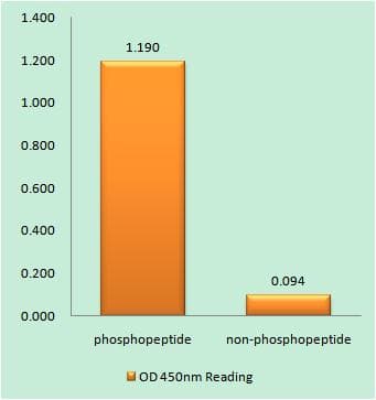 CBX5 / HP1 Alpha Antibody (phospho-Ser92)