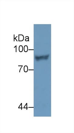 STAT4 Antibody (aa505-737)