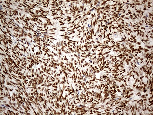 IRF2BP1 Antibody (aa457-584, clone OTI5H7, Carrier-free)