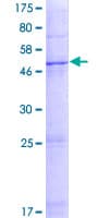 Human GLIPR1L2 Protein (Recombinant GST)