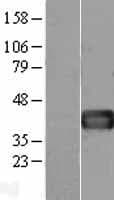 FST / Follistatin Protein (Over-Expression Lysate Myc-DDK (Flag))
