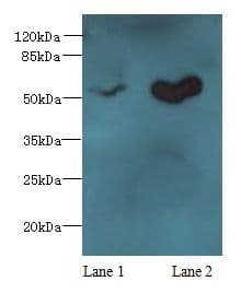 IHC-plus™ SLC25A25 Antibody