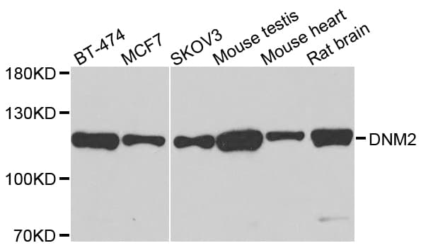 DNM2 / Dynamin-2 Antibody