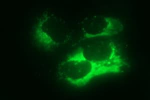 Apolipoprotein A-V Antibody (clone OTI1D1)