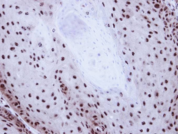GABPB1 Antibody (aa1-395)