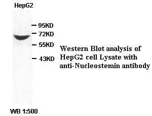 Polyclonal Rabbit anti-Human GNL3 / NS / Nucleostemin Antibody (WB)