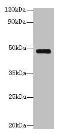SERPINH1 / HSP47 Antibody