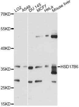 HSD17B6 Antibody