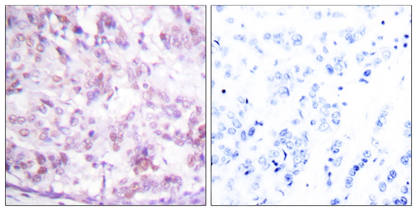 Polyclonal Rabbit anti-Human MYB / c-Myb Antibody (p12, IHC, IF, WB)