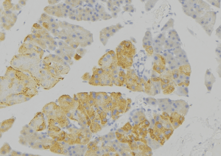 IDE Antibody