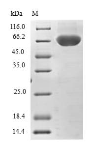 Human TRIM69 / Trif Protein (Recombinant GST, N-terminus)