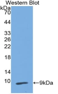 PI3 / Elafin Antibody (aa41-117, Biotin)