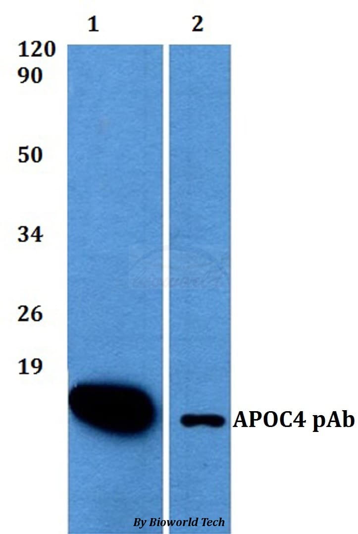 APOC4 / Apolipoprotein CIV Antibody