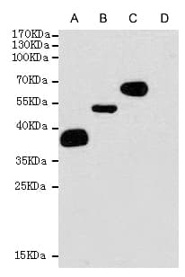 Monoclonal Mouse DYKDDDDK Tag Antibody (WB)