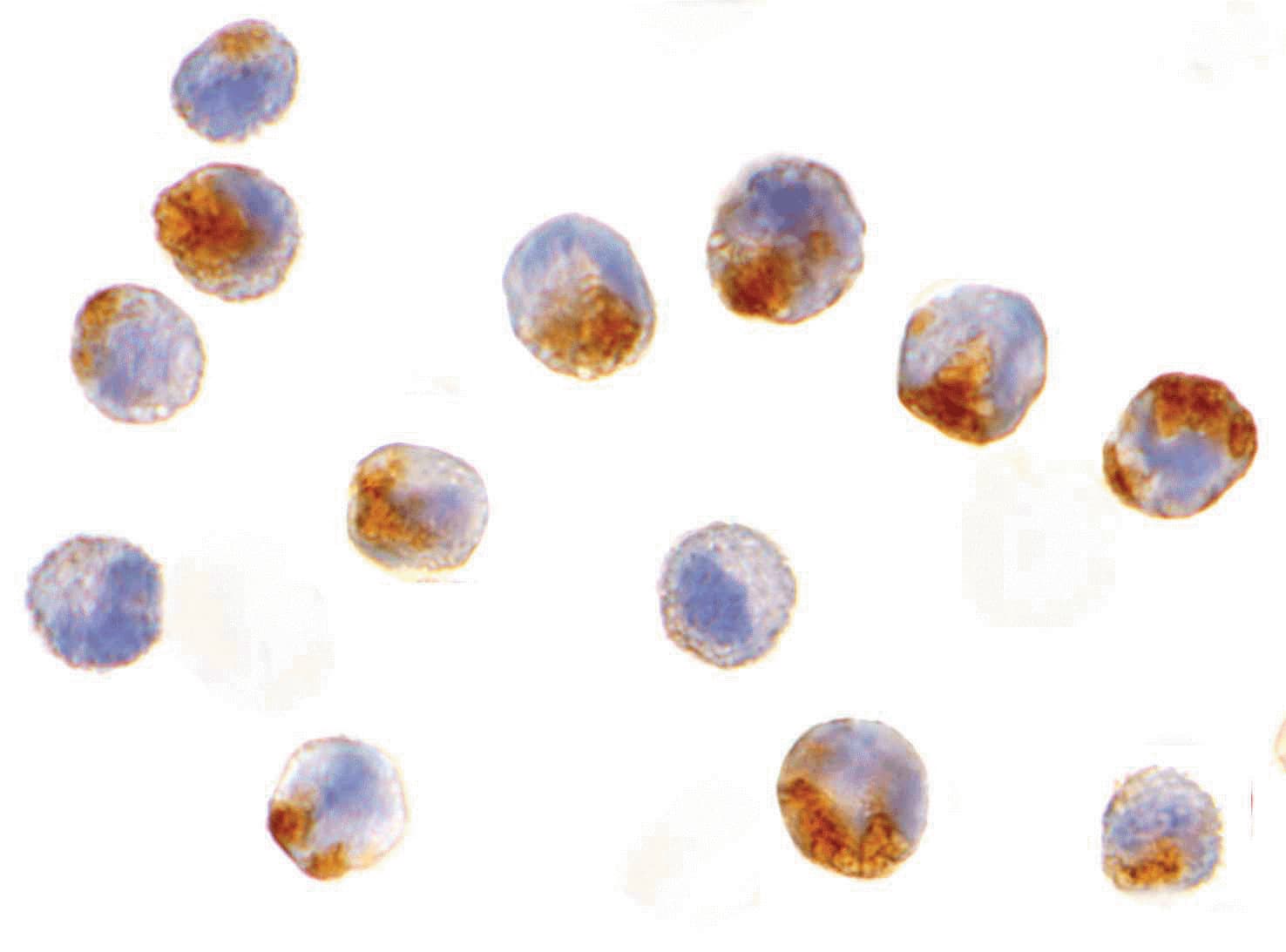 IHC-plus™ BIRC1 / NAIP Antibody