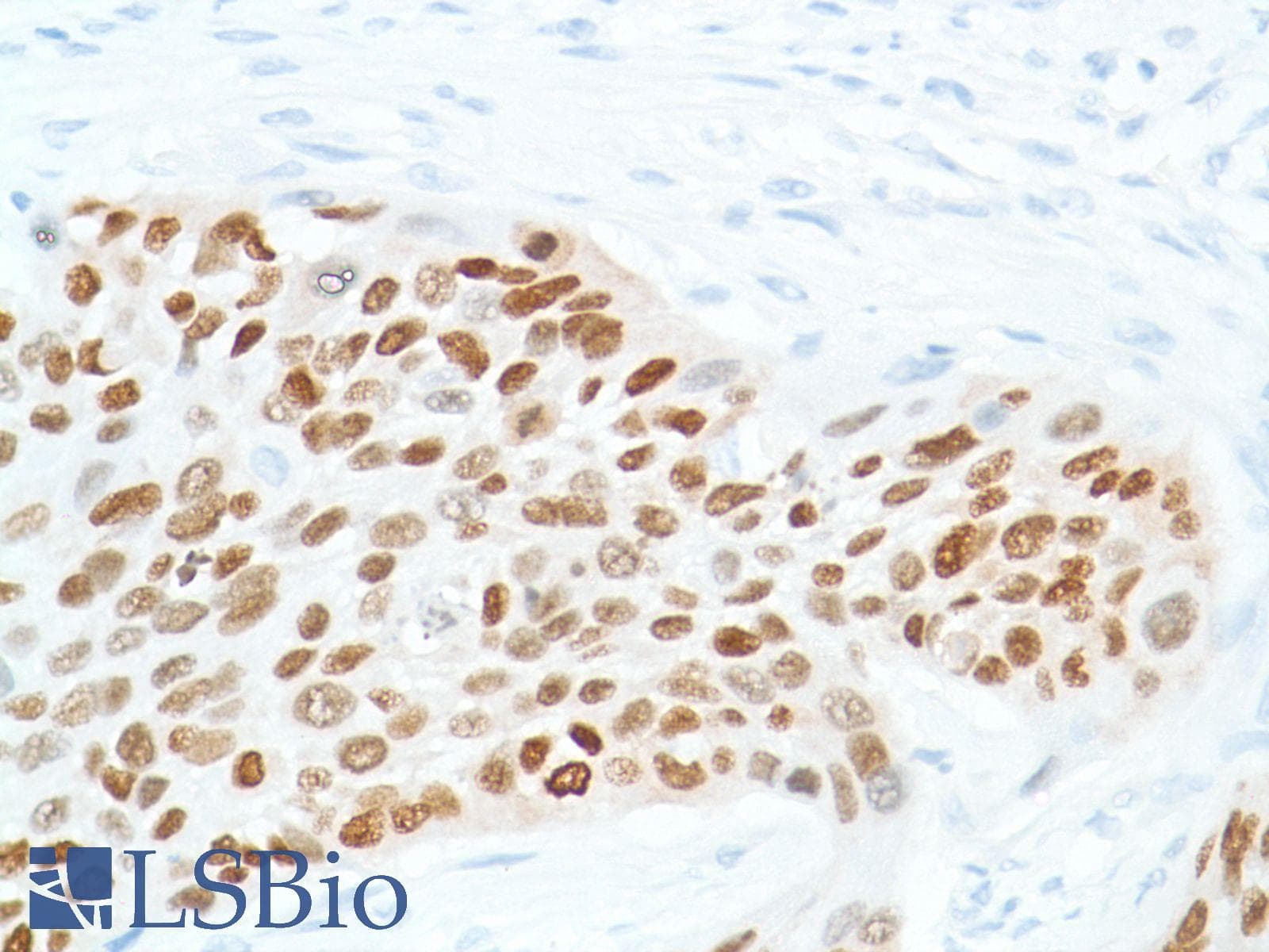 SOX2 Antibody (N-Terminus, clone SP76)
