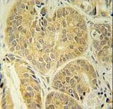 ENAM Antibody (aa1097-1126)