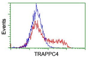 TRAPPC4 / Synbindin Antibody (clone OTI2E1)