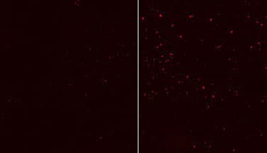 APG12 / ATG12 Antibody